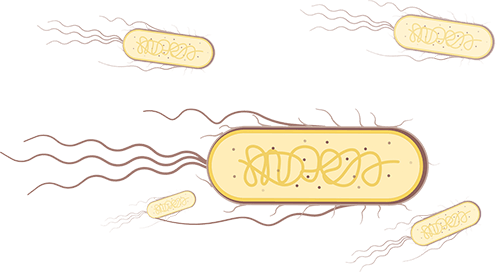 Bacterial expression
